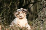 BERGER AUSTRALIEN PUPPIES 585